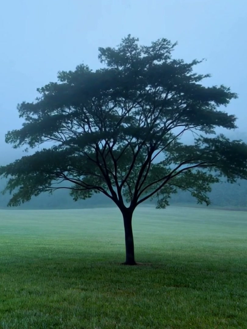 A lone black maple standing apart in an open field